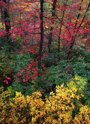 Black Gum, Bearfort Mountain, Wawayanda State Park, NJ (MF).jpg